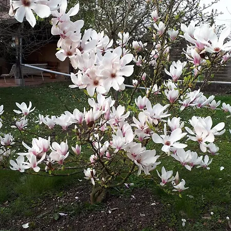 Studio Rez-de-jardin Strasbourg Sud